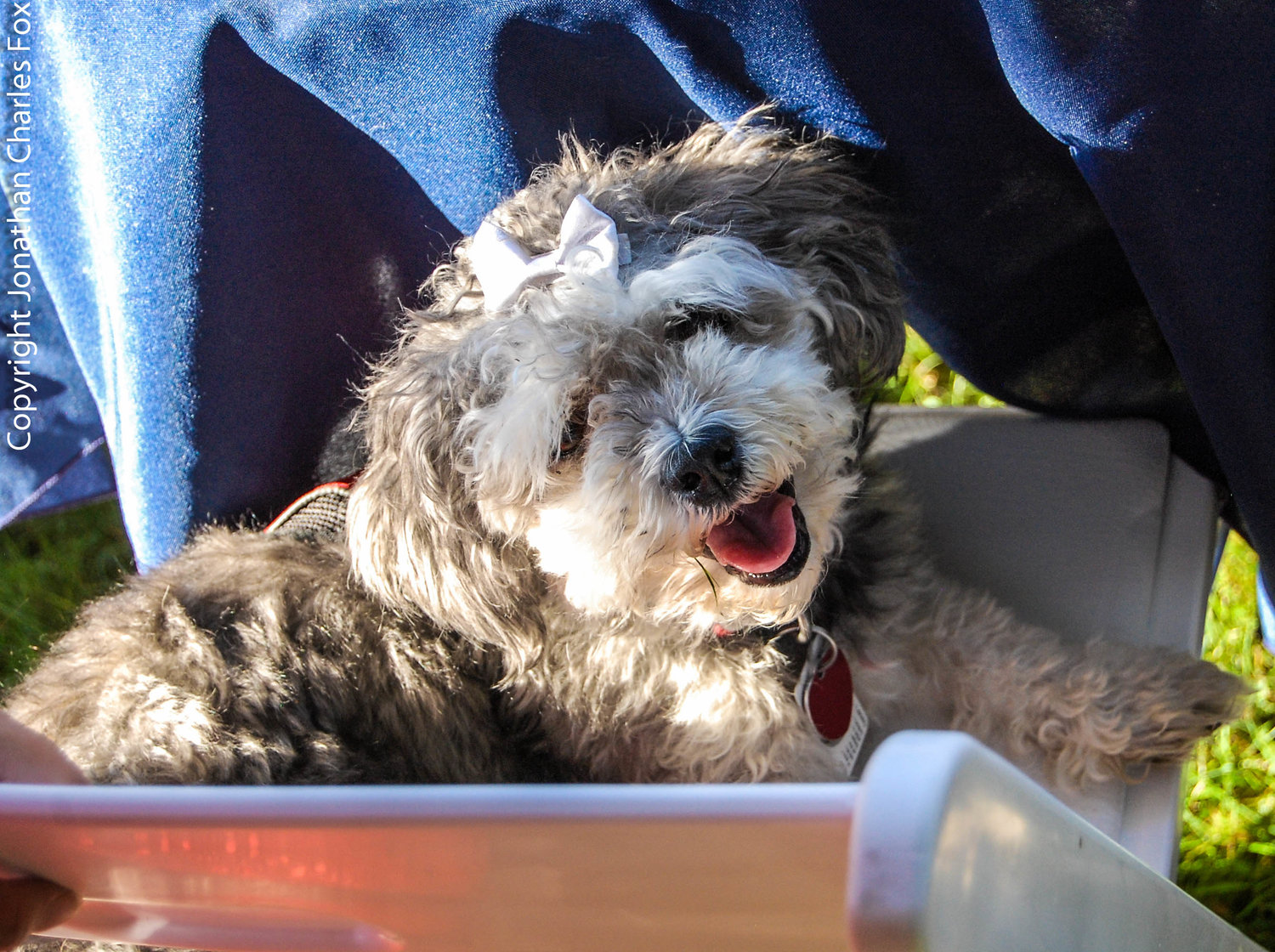 The Havanese are known as “happy, playful and intelligent.” Well, duh.